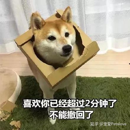 娱乐吃瓜君傻狗日常